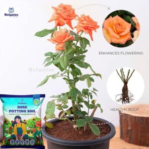 Premium Potting Soil Mix for Rose and Flowering Plants | Enriched with Growth Promoters and Flower Boosters | Organic and Well-Drained - Image 3