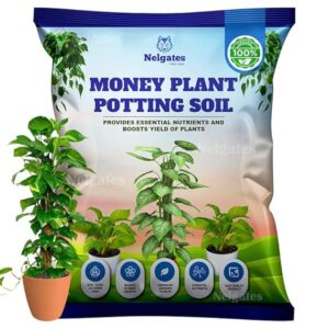 Premium Potting Soil Mix for Money Plants | Enriched with Organic Manure for Strong Growth | Perfect for Indoor Pots and Home Gardens