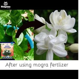 Nelgates Organic Mogra Fertilizer for Plants | Premium Jasmine Fertilizer for Abundant Flowering & Fragrance | Flower Booster for Home Garden, Indoor & Outdoor Plants - Image 4